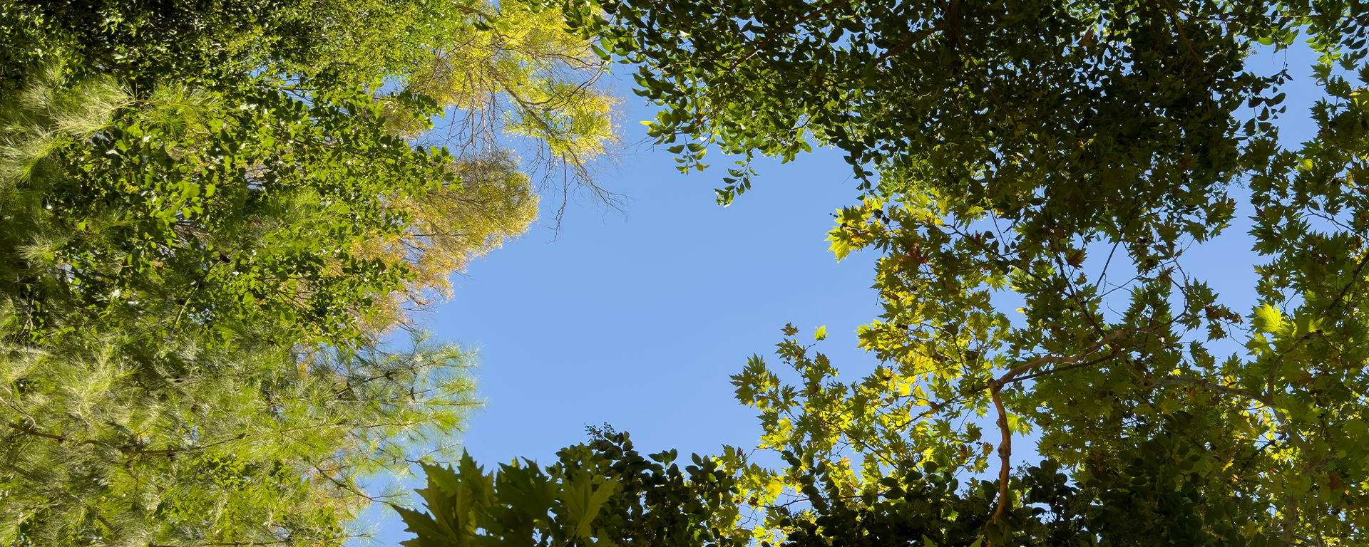 Baumkronen und blauer Himmel am Kreativwerk Elim in Düren Blick nach oben durch grüne Baumblätter in den blauen Himmel am Kreativwerk Elim in Düren